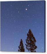 Night Sky Over Pine Trees Canvas Print