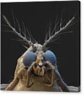 Nonbiting Midge, Chironomidae Sp., Sem Canvas Print