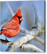 Northern Cardinal Scarlet Blaze Canvas Print