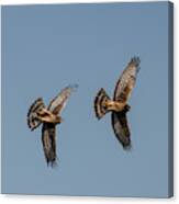 Northern Harriers 6 Canvas Print