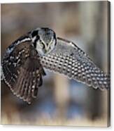 Northern Hawk Owl Hunting, Canvas Print