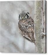 Northern Hawk Owl Look Back Canvas Print