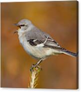 Northern Mockingbird Singing Canvas Print