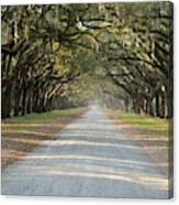 Oak Avenue Canvas Print