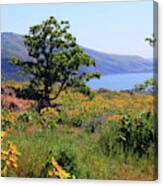 Oak Tree Above Columbia River Canvas Print