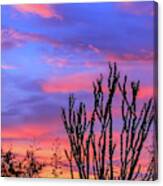 Ocotillo Sunset 1 Canvas Print