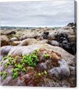 Odd Iceland Landscape With Lava Field Canvas Print