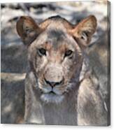 Okavango Lioness Canvas Print