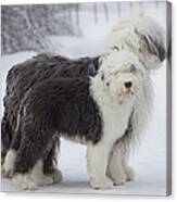 Old English Sheepdogs Canvas Print