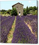 Old Farmhouse In Provence With Lavender Canvas Print