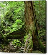 Old Japanese Ceder Tree In A Canvas Print