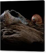 Old Lightning Whelk And Snail Shells Canvas Print