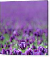 One In A Million - Purple Poppy Canvas Print