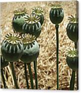 Opium Poppy Pods Canvas Print
