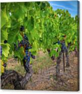 Oppede Vineyard Canvas Print