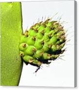 Opuntia And Ant Canvas Print