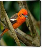 Orange Bird Flame-colored Tanager Canvas Print