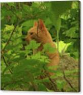 Orange Forest Cat Canvas Print