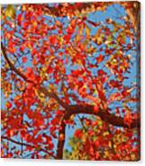 Orange Leaves Canvas Print