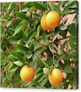 Orange Trees In The Garden Of A Luxury Hotel Canvas Print