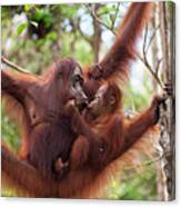 Orangutan Mother Feeding Baby Canvas Print