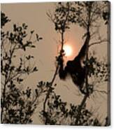 Orangutan Silhoutted In Haze Canvas Print