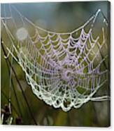 Orb-weaver Spider Webs Canvas Print