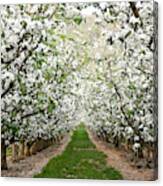 Orchard In Bloom Canvas Print