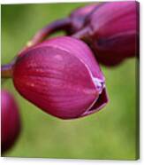 Orchid Buds Canvas Print