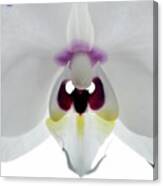 Orchid Eyes. Canvas Print