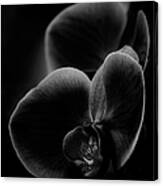 Orchid In Black And White Canvas Print