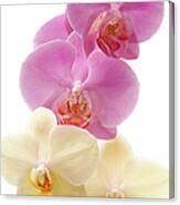 Orchid Phalaenopsis Against White Canvas Print