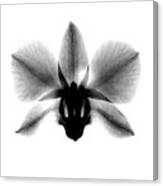 Orchid, Phalenop. X-ray Canvas Print