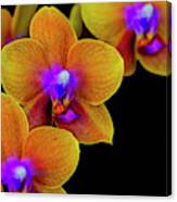Orchid Study Ten Canvas Print