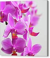 Orchids Canvas Print