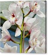 White Cymbidium Orchids I Canvas Print