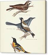 Order Passeriformes Canvas Print