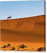 Oryx On The Dune, Namibia Canvas Print