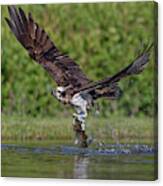 Osprey Carrying Fish Away Canvas Print
