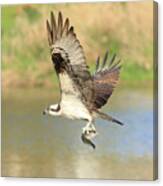 Osprey With Trout Canvas Print