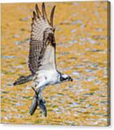 Osprey With Two Alewife Just Caught In The Atlantic Ocean. Canvas Print