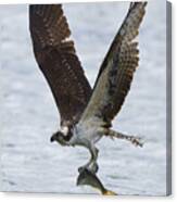 Ospreys Catch Fish Canvas Print