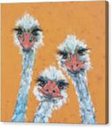 Ostrich Sisters Canvas Print