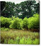 Overgrown Canvas Print