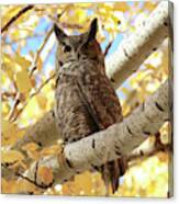 Owl On Autumn Branch Canvas Print