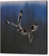 Owls Fighting Canvas Print