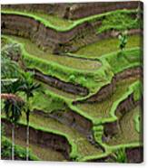 Paddy Rice Field, Bali Canvas Print