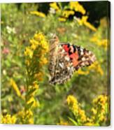 Painted Lady And Goldenrod 3 Canvas Print