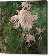 Painted Lady Butterflies On Pink Chinese Saltcedar At Salton Sea Canvas Print