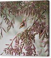 Painted Lady Butterflies On Pink Chinese Saltcedar Canvas Print